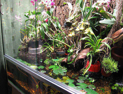 Орхидея в аквариуме