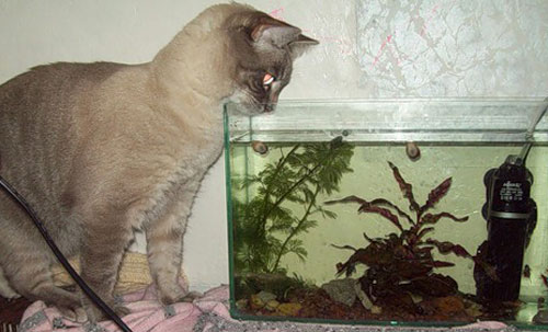 как установить аквариум