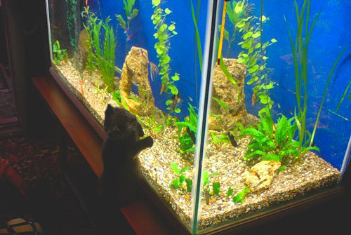 Как установить аквариум