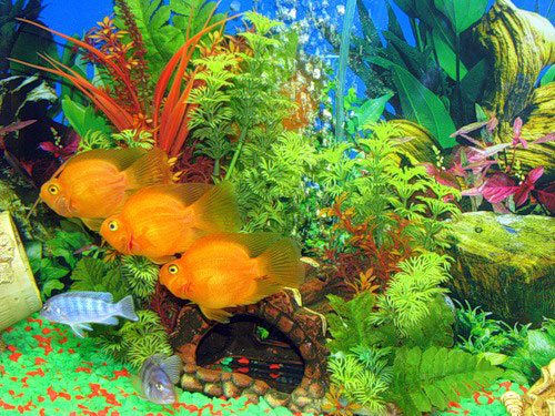 аквариумные рыбки