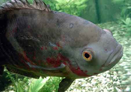 Признаки болезни аквариумных рыбок